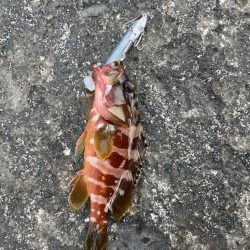 オカッパリからアカハタ