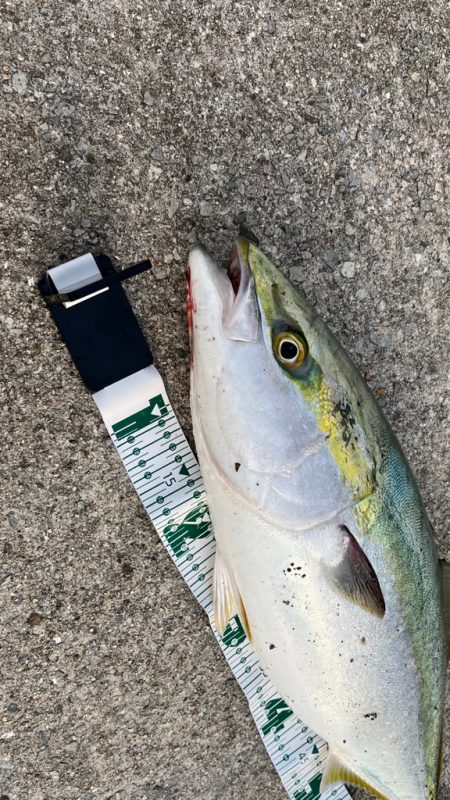 いよいよシーズン開幕_(┐「ε:)_