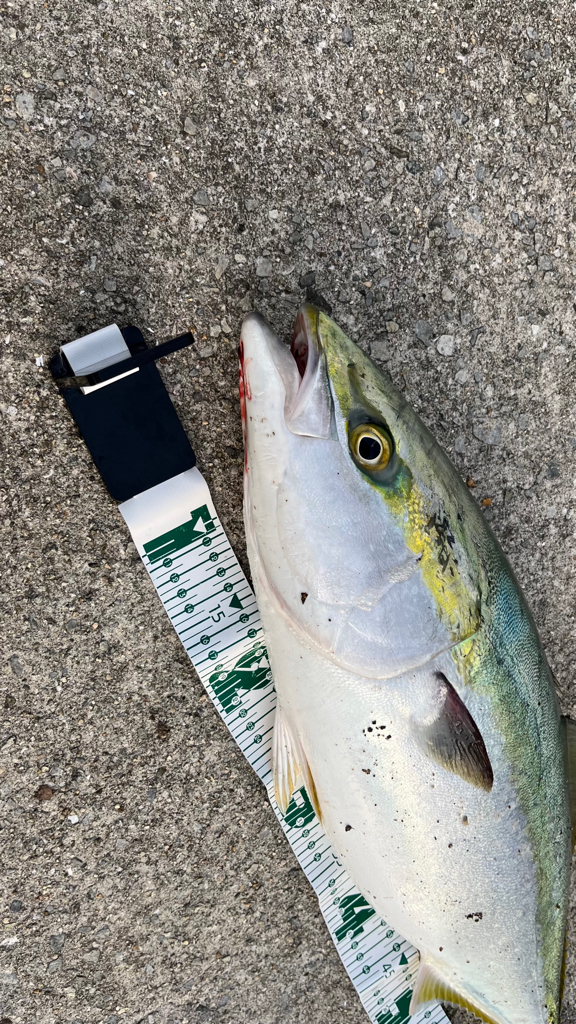 いよいよシーズン開幕_(┐「ε:)_