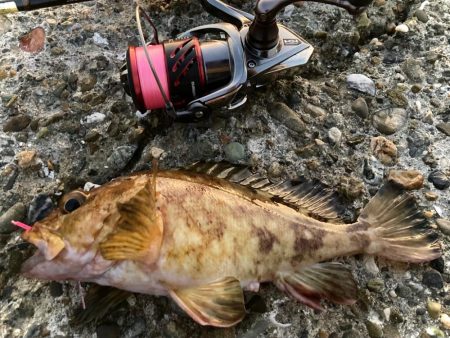 良いサイズのガシラゲットにゃ！