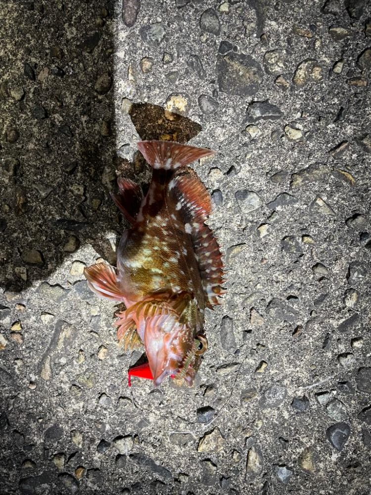 ホタルイカ遠征