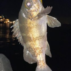 淡路島ライトゲーム