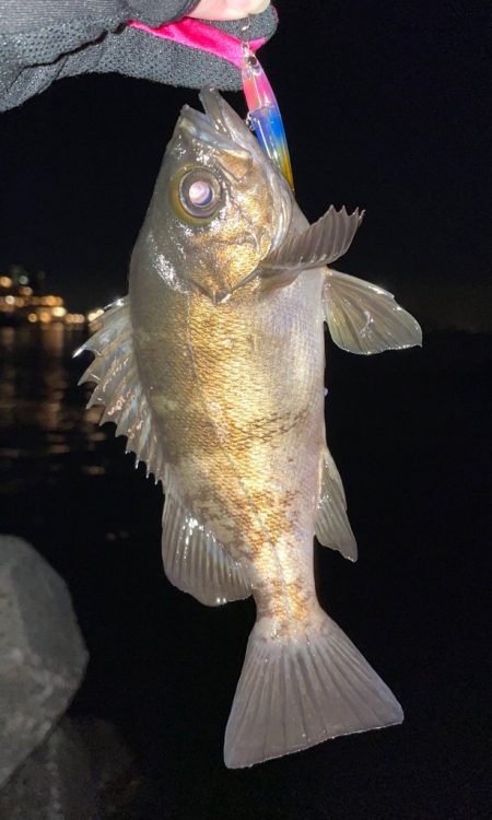 淡路島ライトゲーム