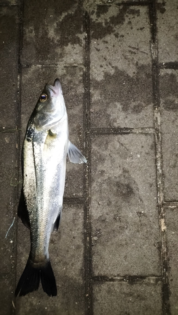 シーバスリベンジ釣行❗️