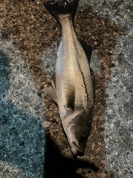 アジングだけど、シーバスが、、、