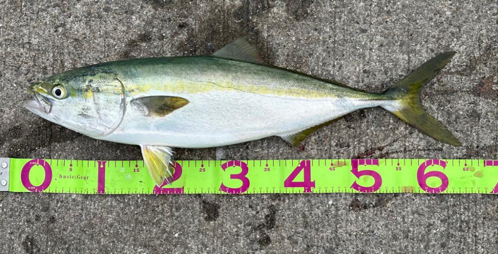 やっと今年初！