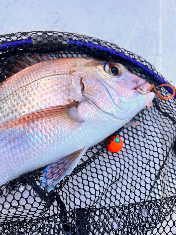 なんとか真鯛ゲット