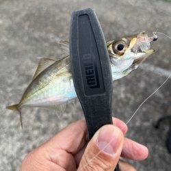 時間帯調査釣行