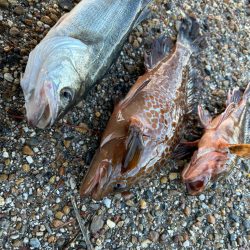 青物狙いでしたが・・・。