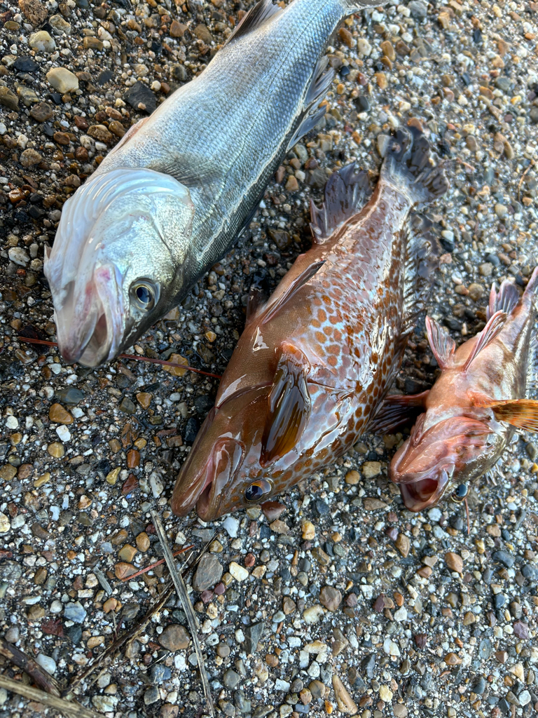 青物狙いでしたが・・・。