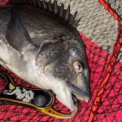 ヘチってきました