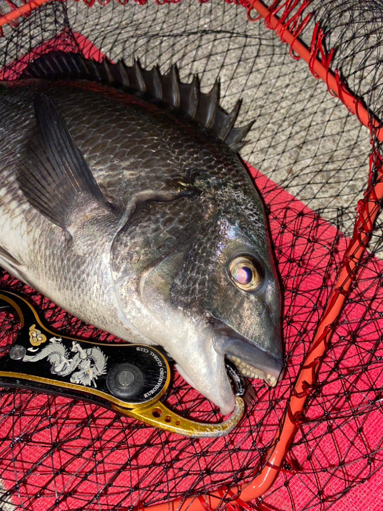 ヘチってきました