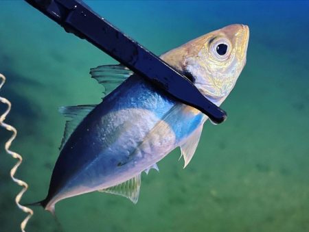 越前海岸でアジング