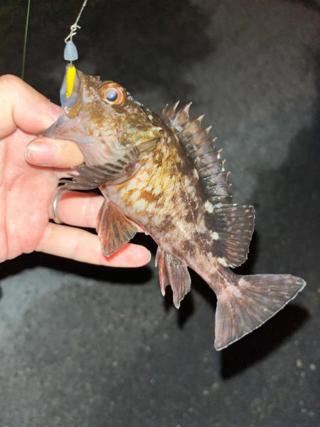 朝の四日市ライトゲーム