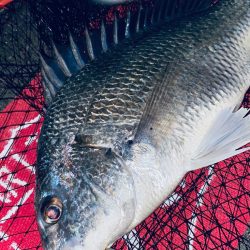 ヘチってきました