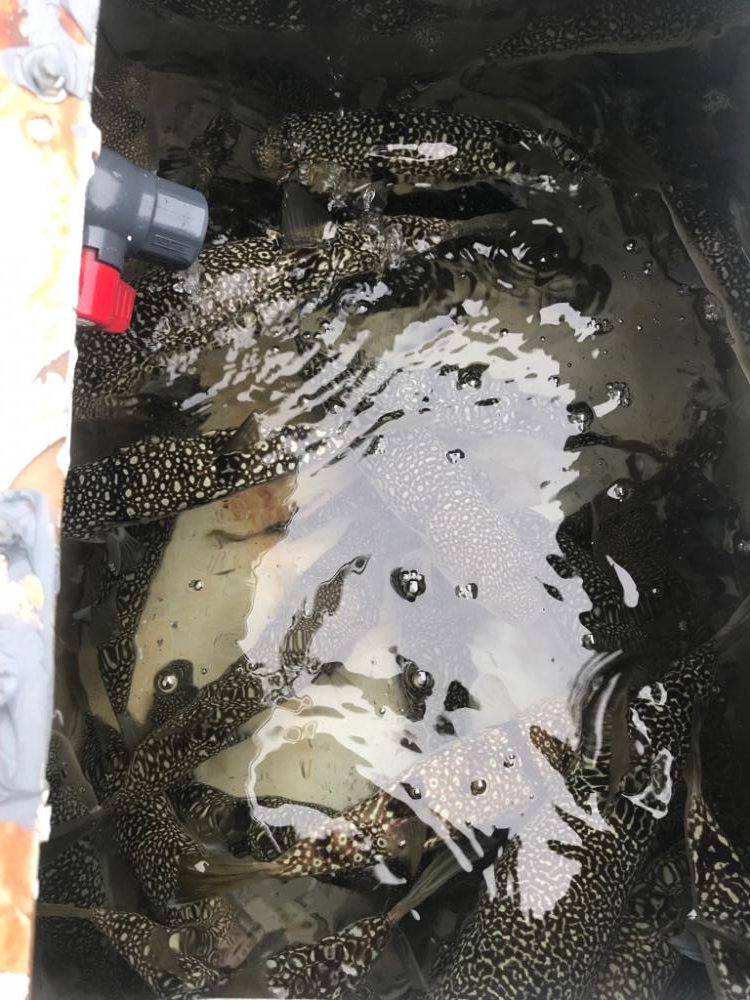 室津カットウ釣り