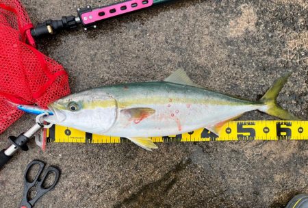 南港　ショアジギング