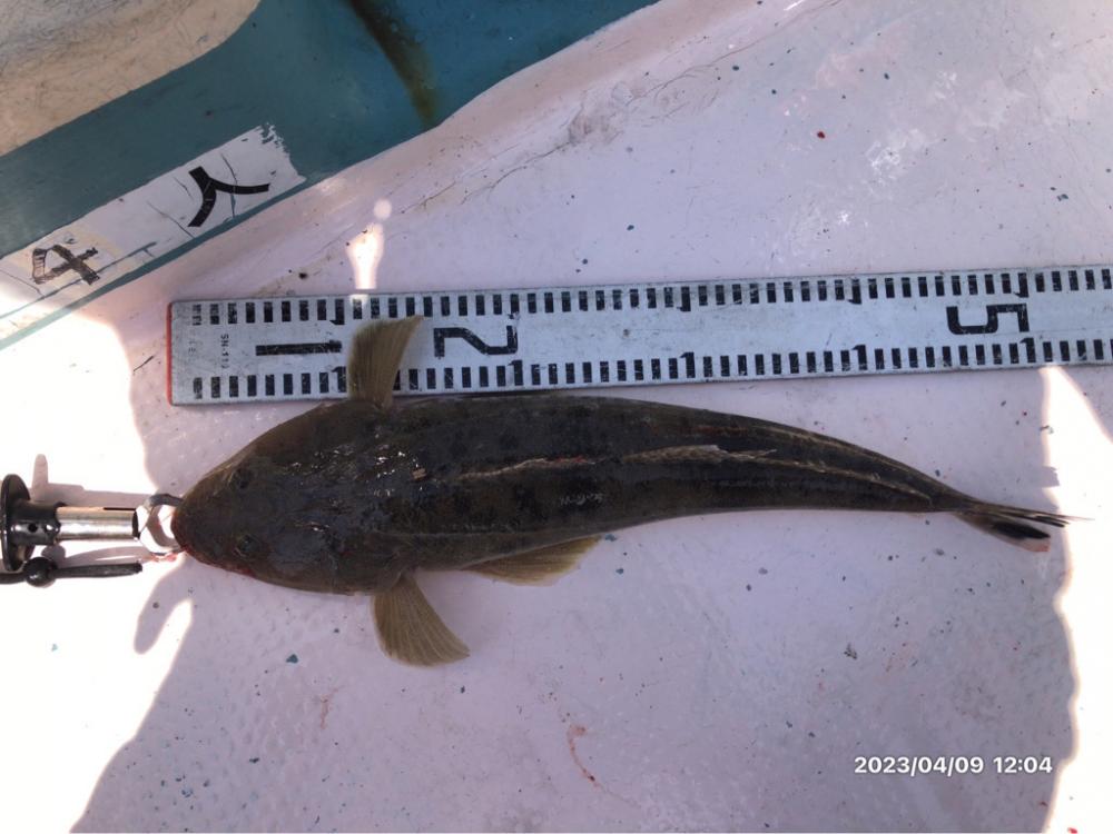 4/9 伊島沖ジギング&タイラバ