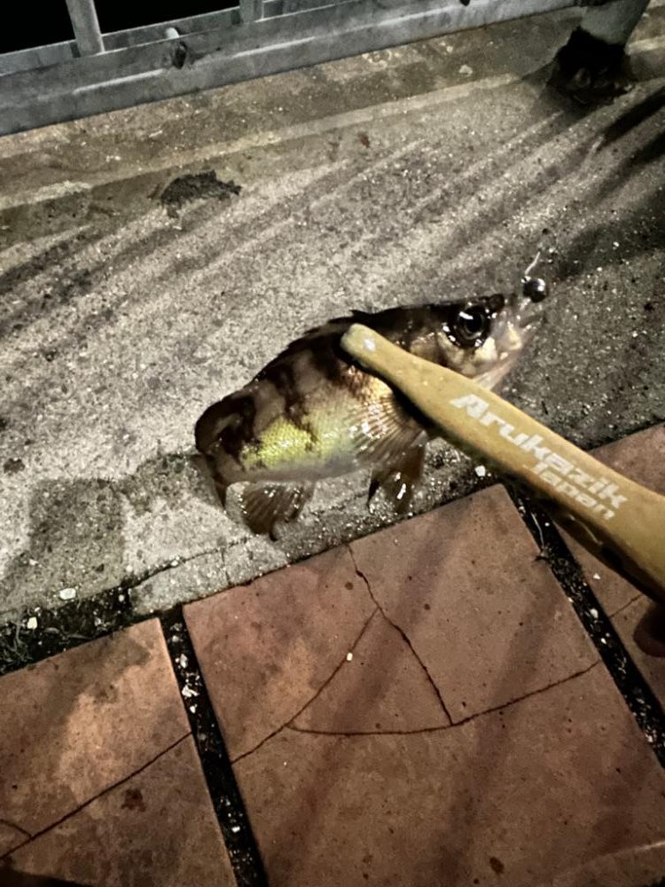 泉大津のアジ探し