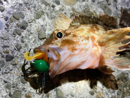 チヌゲー空振りしましたにゃー。