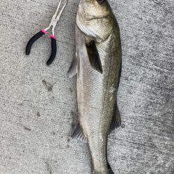 まだ肌寒い朝からエビ撒き