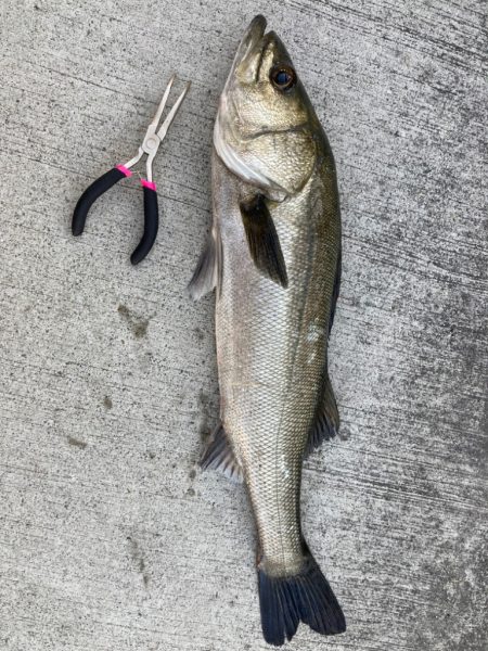 まだ肌寒い朝からエビ撒き