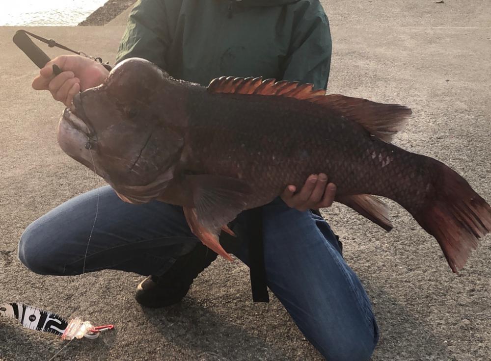 タンコブゲームでモンスターハント！