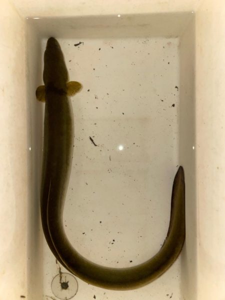 今シーズン初のウナギ釣り