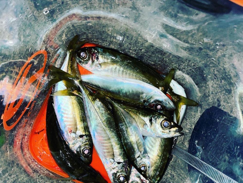 ナイトアジング