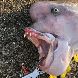 はじめてのコブ