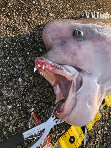 はじめてのコブ