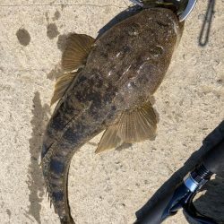 春のマゴチング