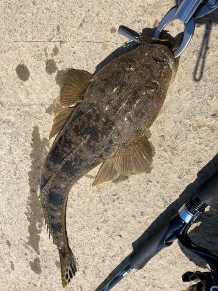 春のマゴチング