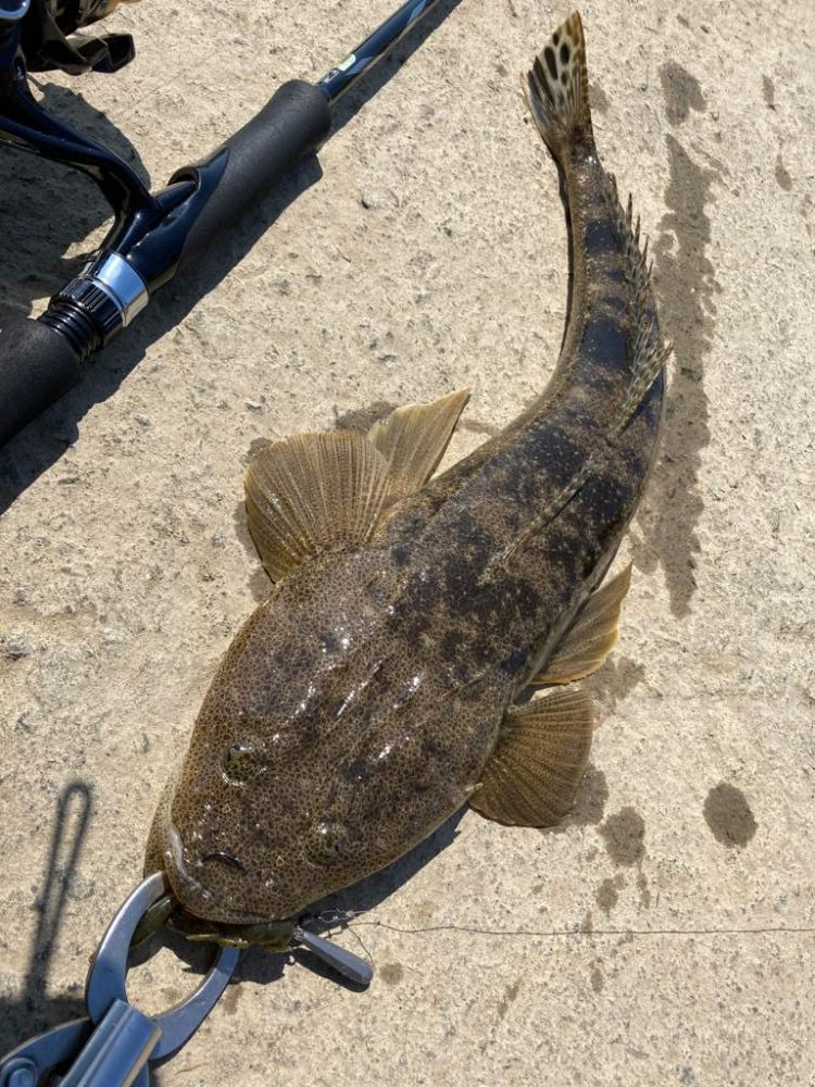 春のマゴチング