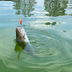 かめプー　放流多めでお祭り