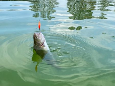 かめプー　放流多めでお祭り