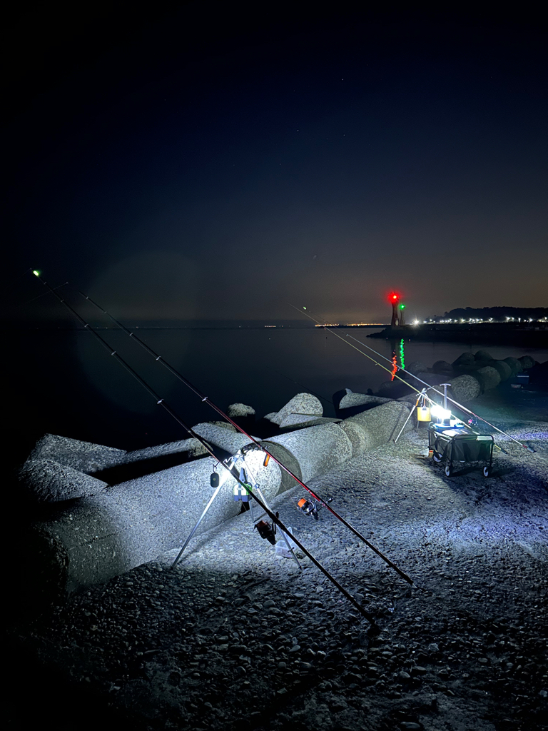 花見🌸カレイ狙い