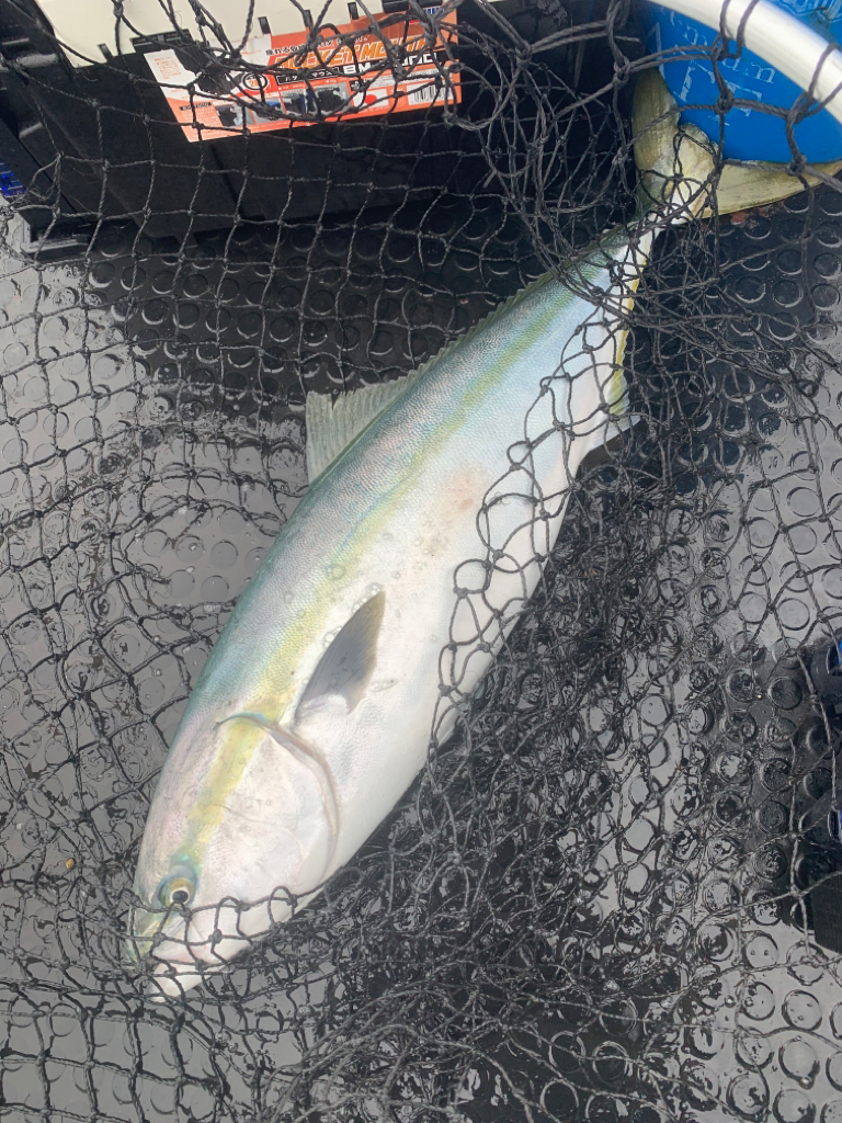 苦節4年 人生初のブリ！