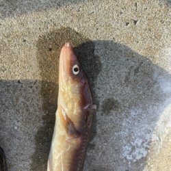 夜中のアナゴ釣り