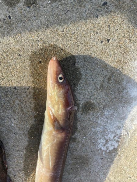 夜中のアナゴ釣り