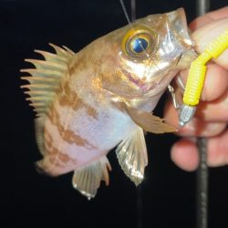 爆風メバリング