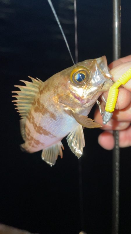 爆風メバリング