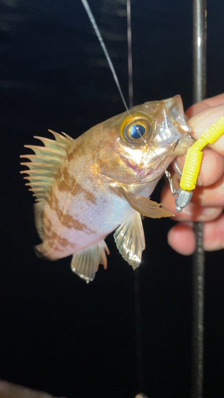 爆風メバリング