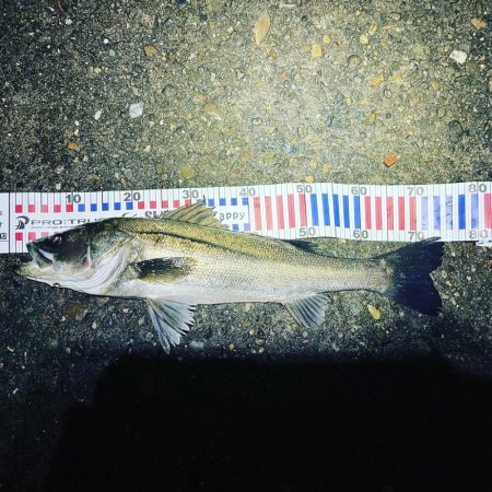 バチ抜けシーバス