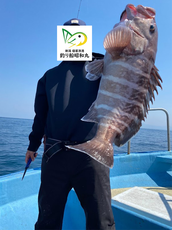 真鯛、青物、根魚の強烈な時合い有り！マハタも好調