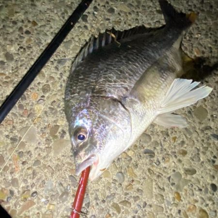 一年ぶりのバチ抜け