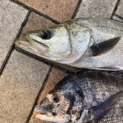 ぽかぽか陽気、魚の活性高い
