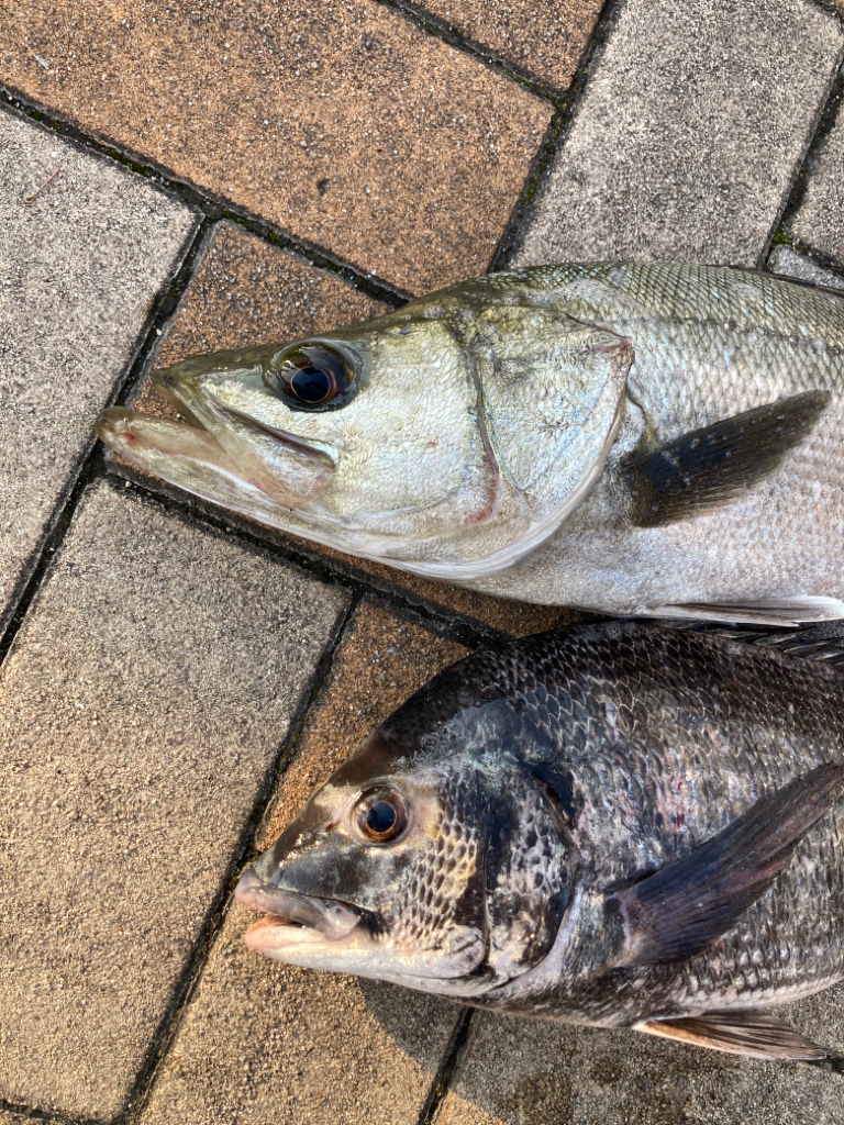 ぽかぽか陽気、魚の活性高い