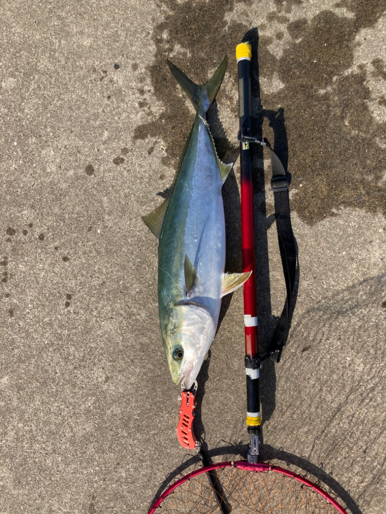 寒の戻りで青物乱舞