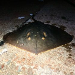 まるでステルス型戦闘機エイィィーーー